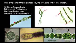 Akinets and Heterocysts [upl. by Sadye]