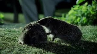 Hedgehog Mating Rituals  Life of Mammals  BBC Earth [upl. by Nnylirret685]