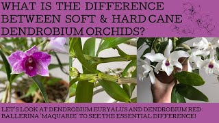 What is the difference between hard amp soft cane Dendrobium orchids Lets look at two of mine amp see [upl. by Adnerol]