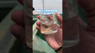 What is strain breeding in guppy  fishcare fishfarm guppyfish guppybreeder aquariumcommunity [upl. by Shulock]