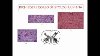 NEUROANATOMIA  LEZIONE 1 DI 20  COSA SAPERE PRIMA DI STUDIARE NEUROANATOMIA [upl. by Eignat]