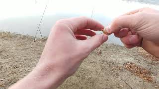 How to bait a Meal Worm Critters The way I do it [upl. by Gamal]