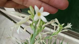 Tuberose  Complete Blooming Season Start to End  Polianthes Tuberosa [upl. by Lilli124]