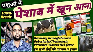 Bacillary Hemoglobinuriaपेशाब में रक्त आनाBabesiosisTheilerosisPPHRed Water इनकी पहचान व इलाज [upl. by Traci976]