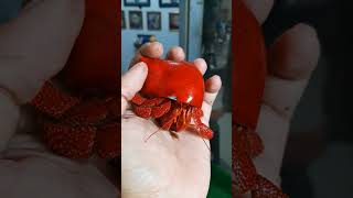 Kelomang merah memakai cangkang merah ♥️ kelomang hermitcrab coenobita [upl. by Ted]