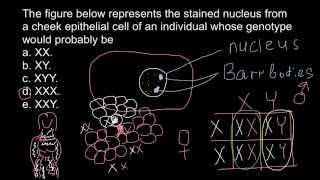 Barr bodies and genetic disorders [upl. by Omixam178]