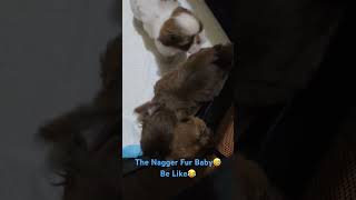 The Nagger Fur Baby Be Like  1 Month Old Shih Tzu [upl. by Remos]