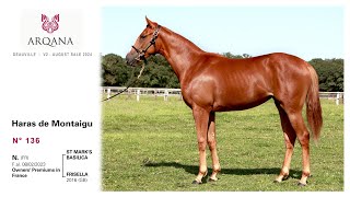 Arqana 202408 Select sale  N° 136 F  St Marks Basilica présentée par le Haras De Montaigu [upl. by Urana]