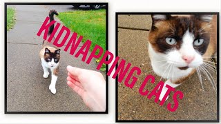 KIDNAPPING CATS IN MY NEIGHBORHOOD gOnE wRoNg [upl. by Alaaj919]