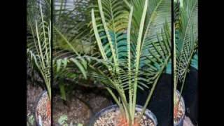 Cycas taitungensis X revoluta [upl. by Samuela]