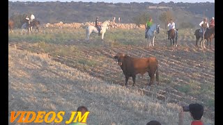 BRIHUEGATRADICIONAL ENCIERRO POR EL CAMPO 2023 [upl. by Nosloc]