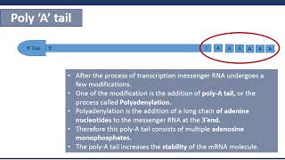 Poly A tail [upl. by Kronick381]