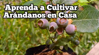 Como Cultivar Arándanos en Casa fácilmente [upl. by Aknaib]