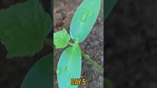 Growing cucumbers at home  Easiest amp Fastest way to grow Cucumber from seeds Gardening shorts [upl. by Alimat]