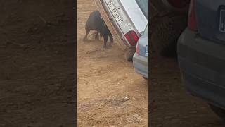 💥TORO VUELVA COCHE EN MALAGA DEL FRESNO💥 shortvideo shorts youtubeshorts youtube [upl. by Aynod202]