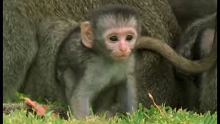 These Adorable Baby Monkeys Are So Playful  Cheeky Monkey  BBC Earth [upl. by Etam369]