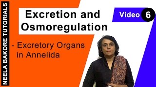 Excretion and Osmoregulation  NEET  Excretory Organs in Annelida  Neela Bakore Tutorials [upl. by Ataynek]