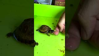 Feeding Homemade food  turtle pets kachua shorts tortoise [upl. by Arbba]