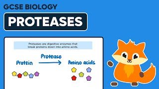 Digestive Enzyme Proteases  GCSE Biology [upl. by Marco]