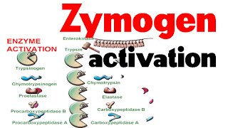 Zymogen activation [upl. by Paquito]