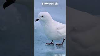 Snow Petrels Antarctic Aviators [upl. by Rammus829]