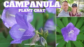 🔔 Campanula Bellflower Plant Chat  QG Day 81 🔔 [upl. by Haraf]