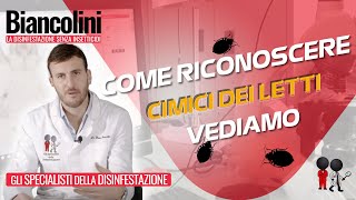 ⁉️📕Come riconoscere le cimici dei letti⁉️📕 [upl. by Sirahc]