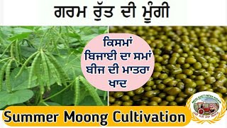 Summer Moong Cultivation ਗਰਮੀ ਰੁੱਤੇ ਮੂੰਗੀ ਦੀ ਕਾਸ਼ਤ  Shergill Markhai [upl. by Dibrin]