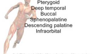 Maxillary Artery Branches Mnemonic [upl. by Mooney]