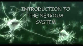 INTRODUCTION To The NERVOUS SYSTEM BBC Bitesize [upl. by Furey]