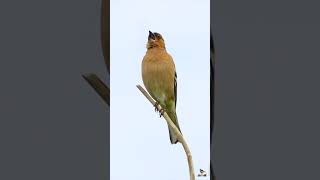 LE CHANT DU PINSON DES ARBRES  CHAFFINCH SINGING [upl. by Tertias907]