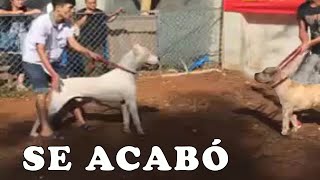 PITBULL VS DOGO ARGENTINO ya no hay mas dudas [upl. by Arahc]