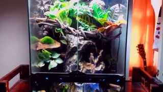 Crested Gecko Paludarium  Vivarium  Terrarium Update [upl. by Nnaik]