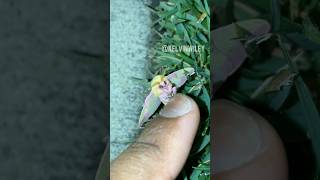 Finding a Real Life Fairy Rosy Maple Moth [upl. by Inram]