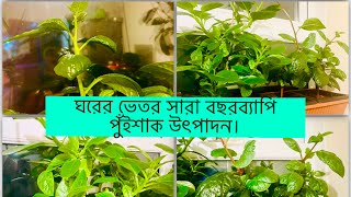 বছরব্যাপি ঘরেই হবে পুঁইশাক।UK তে ঘরের ভেতর পুঁইশাক উৎপাদন Update Care Tips amp Overwintering process [upl. by Edita]