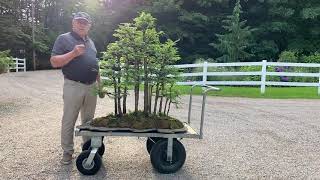 Majestic 40 Year Old Metasequoia Forest by David Easterbrook [upl. by Neile]