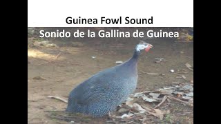 Guinea Fowl Bird Sounds Farm Animals  Sonido de la Gallina de Guinea Sonidos de Animales de Granja [upl. by Ja]