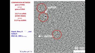 In Vitro Reconstitution of VirusLike Particles for the Delivery of SelfReplicating RNA Genes [upl. by Akihc]