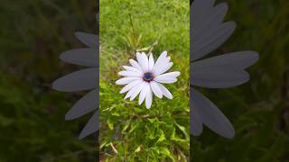 RIO Presents Flowers  White Cape Marguerite [upl. by Necyrb]