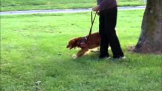 Toller meets fake dog in BAT training [upl. by Clementine]