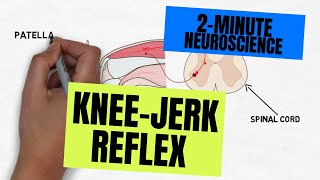 2Minute Neuroscience Kneejerk Reflex [upl. by Kihtrak476]