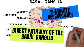 2Minute Neuroscience Direct Pathway of the Basal Ganglia [upl. by Pathe]