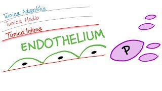 The Smooth Endothelium  How Your Body Prevents Clotting [upl. by Ostap]