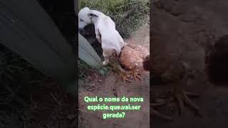 Qual o nome da nova espécie que vai ser gerada depois desse cruzamento shortvideos humor comedy [upl. by Natika]