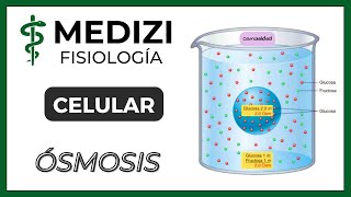 Fisiología Celular  Ósmosis IGdoctorpaiva [upl. by Ivets]