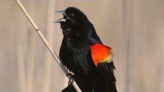 How Nature Works Redwinged Blackbird Display [upl. by Adev]