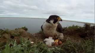 Peregrine Falcons at the Lower Kolyma Siberia [upl. by Kushner737]