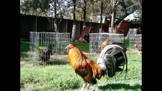 GALLOS FINOS DE LAURO LUNAwmv [upl. by Burton137]