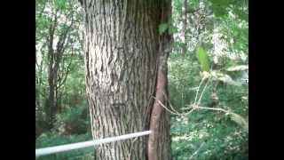 BIG  Poison Ivy Vine On Tree [upl. by Christiano]