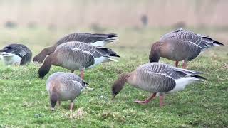 Oie à bec court pink footed goose Anser brachyrhynchus Klemskerke B janvier 2024 [upl. by Torrin]